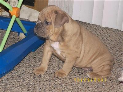 Olde English Male Pups ready to go